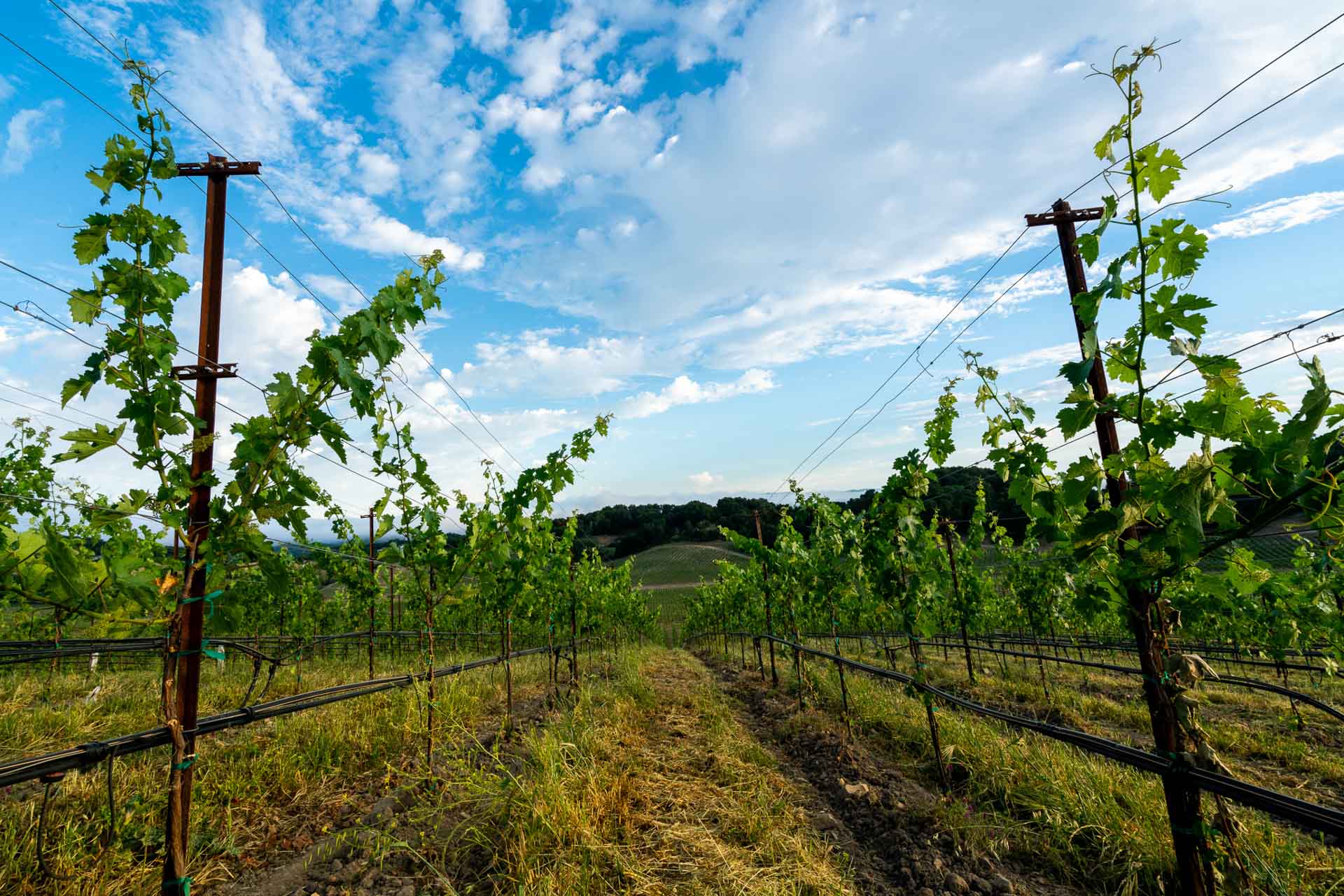 A vineyard row in the springtime at Moonsprings Vineyard in Templeton, CA